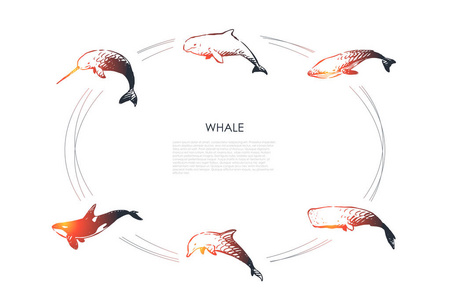 鲸鱼不同的类型海豚, 精子和鲸载体概念集