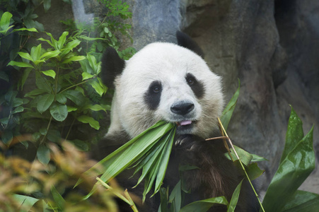 大熊猫熊吃竹叶