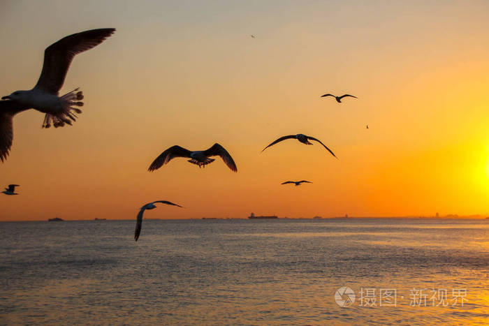 日落时分海鸥在天空中飞翔