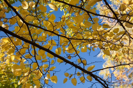 黄枝倚蓝天，秋天