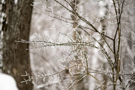 冬天森林里白雪覆盖的树木。阴天，大雪纷飞