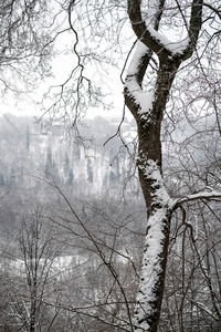 冬天森林里白雪覆盖的树木。阴天，大雪纷飞