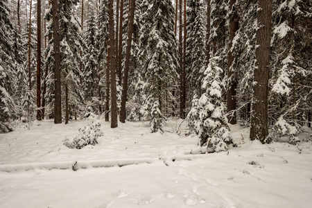 冬天森林里白雪覆盖的树木。阴天，大雪纷飞
