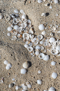西班牙Fuerteventura发现的沙和贝壳背景纹理