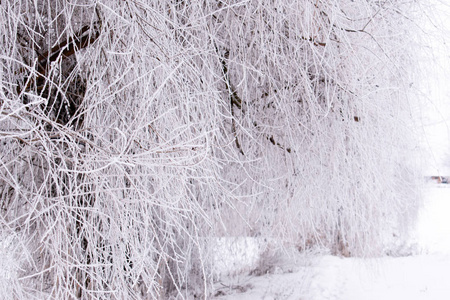 冬季天气。白雪覆盖了地面