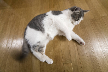 小灰色短毛猫小猫图片