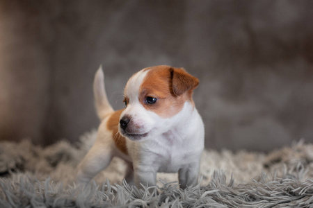 杰克罗塞尔猎犬，嘴上有斑点，站在特里地毯上，灰色背景上有白色的一堆