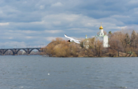 在乌克兰DNEPR河上空飞翔的野生海鸥。