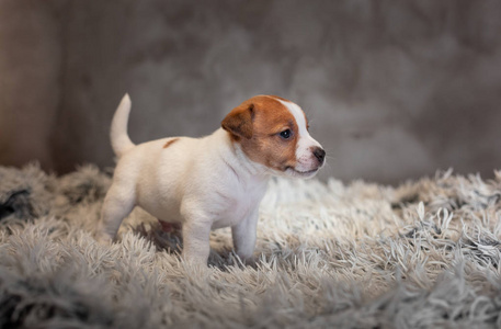 杰克罗塞尔猎犬，嘴上有斑点，站在特里地毯上，灰色背景上有白色的一堆