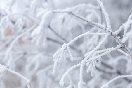 白色背景下雪中的树枝和树木