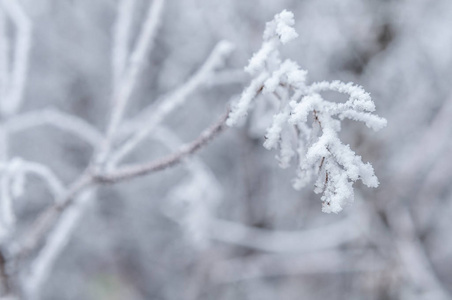 在一个省市的小镇上，白雪覆盖的树枝和树木在白色背景下，晨霜出现在树木上