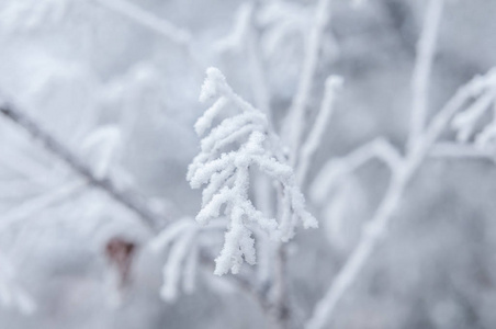 在一个省市的小镇上，白雪覆盖的树枝和树木在白色背景下，晨霜出现在树木上