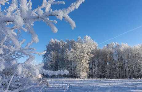 冬天的仙境，落叶树上有雪覆盖的树枝，蓝天