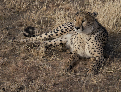 成年猎豹躺在纳米比亚的干草里
