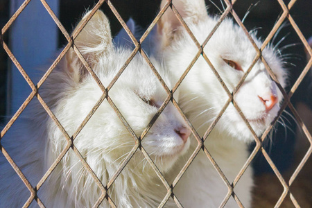 猫陷阱,被困在钢丝网里,渴望自由,带着悲伤的感觉照片