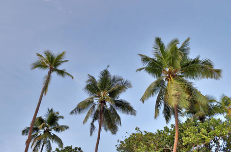 美丽的棕榈树在白色沙滩上的天堂岛塞舌尔群岛于2019年采取