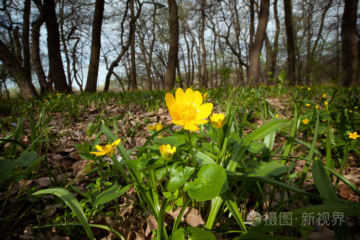 林中黄色的春花藤萝的林丛
