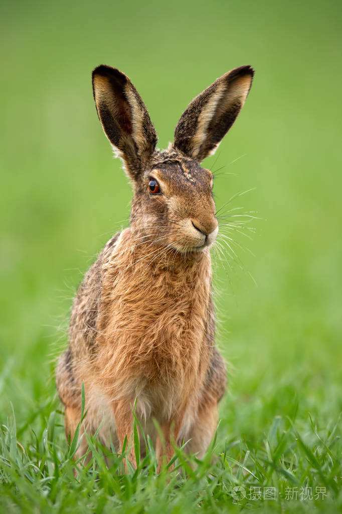 欧洲棕色野兔, 欧洲的小白鱼在夏天与绿色模糊的背景
