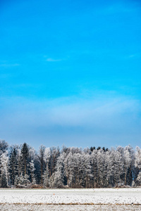 冬天森林里的树上结了霜。风景冬日田野蓝天
