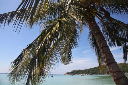 透过棕榈树往外看，穿过泰国的沙里埃海滩。