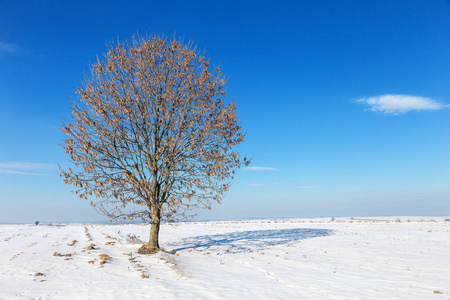 雪场上孤独的树