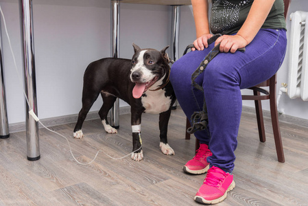 兽医在兽医诊所为一只狗安装了一根导管和一根静脉注射。