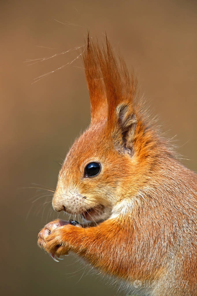 秋天森林中的欧亚红松鼠,黄褐色的肖像
