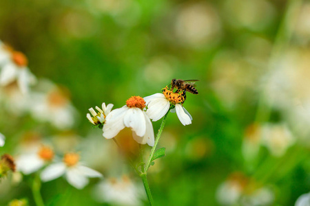 蜜蜂在花粉西班牙针上