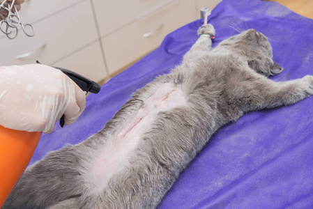absorbable一只猫在兽医诊所绝育手术台上的一只猫照片
