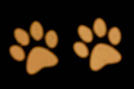模糊的照片，离焦的Bokeh彩色灯的形状的狗爪。