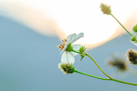 西班牙针既是花草，也是杂草。