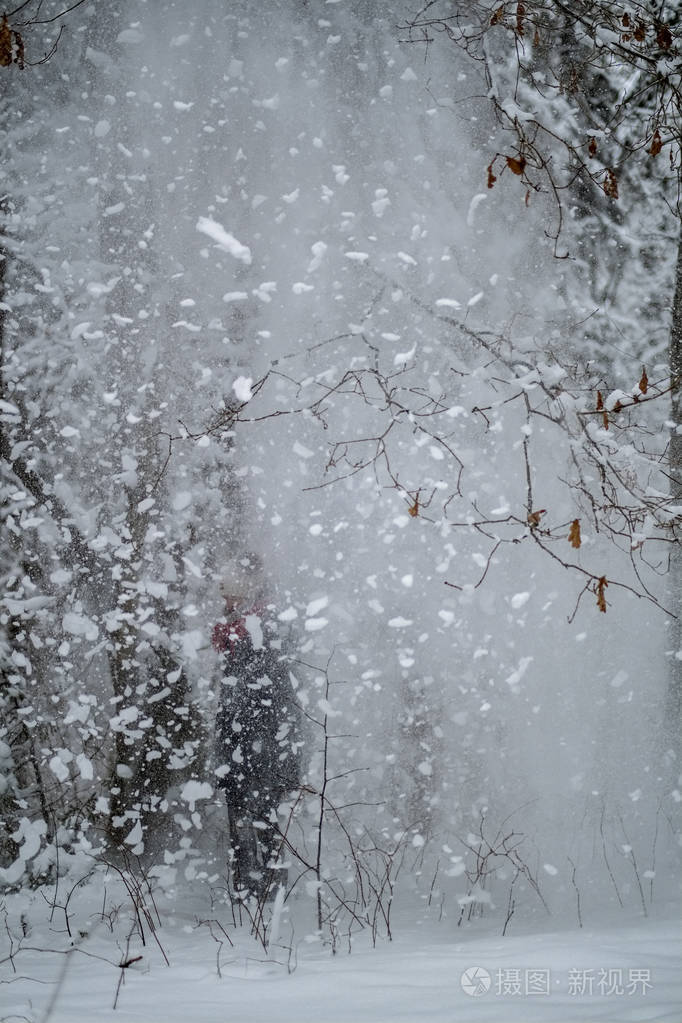 冬天从树上落下的雪,在森林里阴天