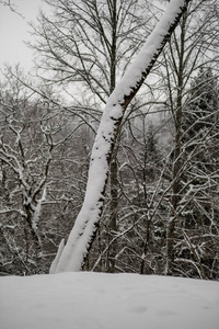 冬天森林里白雪覆盖的树木。 阴天，大雪纷飞