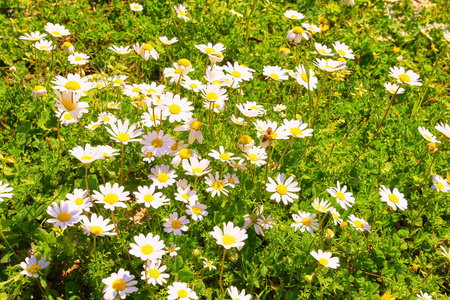 盛开的夏季花田。 夏季草本植物的明亮图片