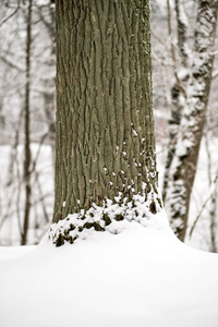 冬天森林里白雪覆盖的树木。 阴天，大雪纷飞