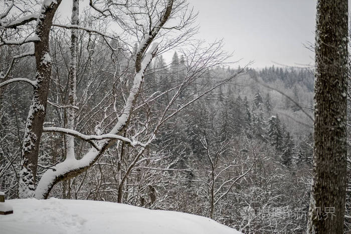 冬天森林里白雪覆盖的树木. 阴天,大雪纷飞