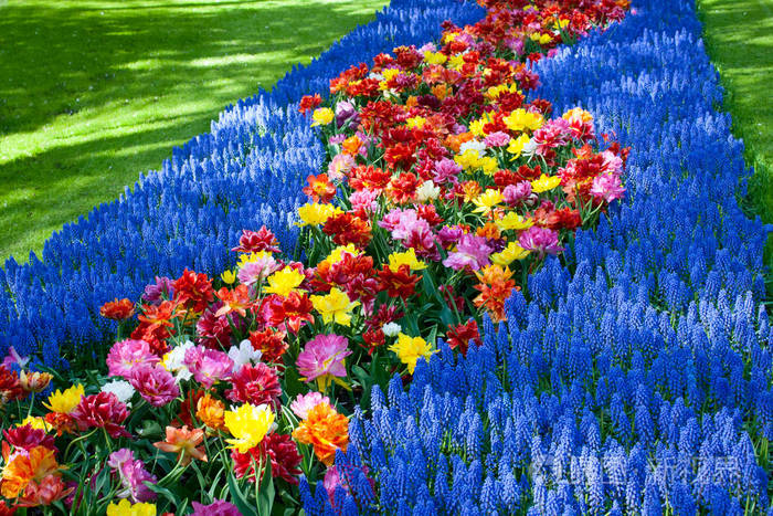 开花郁金香的花圃