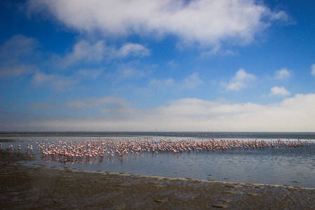 一大群优雅的粉红色火烈鸟在非洲大西洋冷水中寻找软体动物