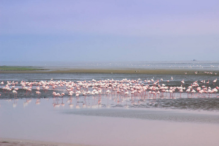 一大群优雅的粉红色火烈鸟在非洲大西洋冷水中寻找软体动物