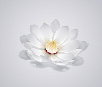 绽放美丽的白色水花或莲花孤立。