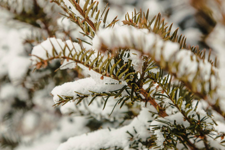 覆盖着雪的常青树