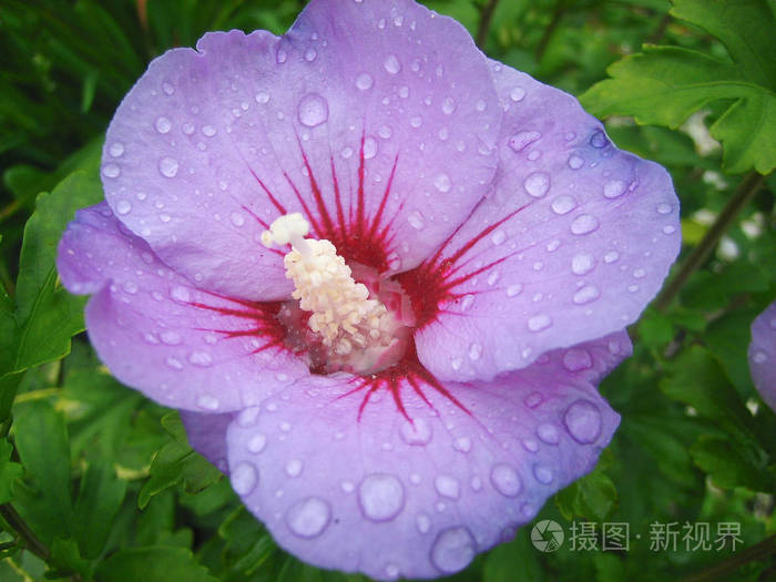 雨后用水滴把大紫丁香的花闭上