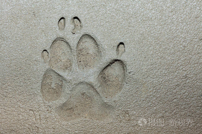 新鲜水泥上的狗爪脚印