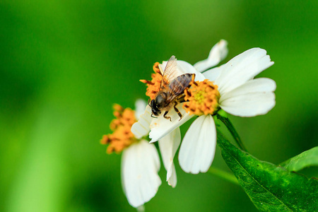 蜜蜂在花粉西班牙针上