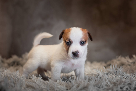 杰克罗塞尔猎犬，嘴上有斑点，站在特里地毯上，灰色背景上有白色的一堆