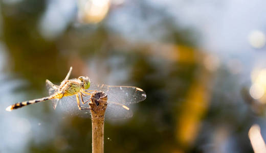 干枝上的蜻蜓和模糊的背景