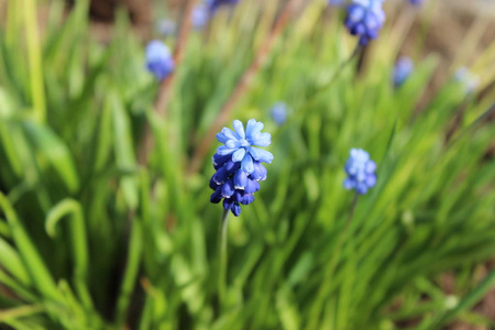 花园里的蓝色花