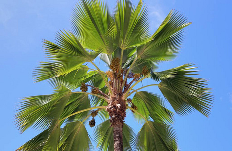 2019年塞舌尔群岛上的白沙滩上美丽的棕榈树