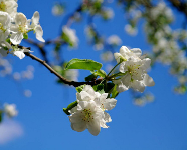 春天的白色树花