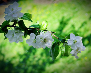 春天樱花白花